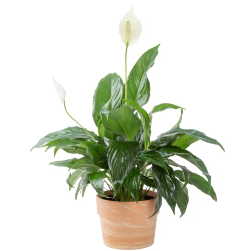 Costa Farms Peace Lily Plant, Live Indoor Houseplant with Flowers P...