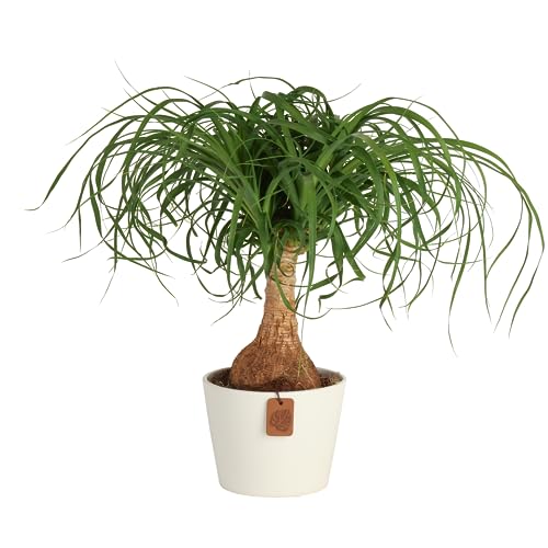 Costa Farms Ponytail Palm Bonsai, Easy to Grow Live Indoor Plant in...