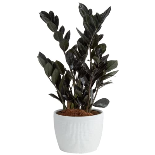 Costa Farms Raven ZZ Plant, Easy Care Indoor Houseplant, Ships in M...