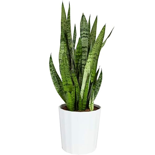 Costa Farms Snake Plant, Easy to Grow Live Indoor Houseplant in Ind...