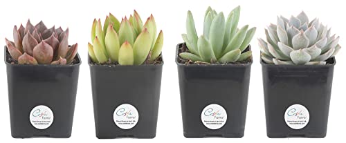 Costa Farms, Succulents, Fully Rooted, Live Indoor Plant, 2.5-Inch ...