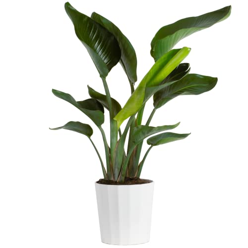 Costa Farms White Bird of Paradise, Live Indoor Plant in Modern Dé...