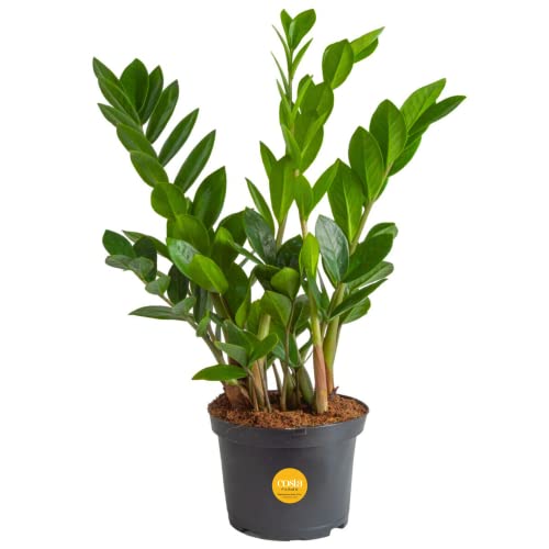 Costa Farms ZZ Plant, Live Indoor Houseplant Potted in Nursery Pot,...