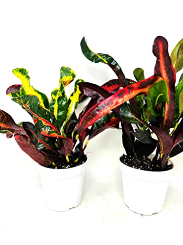 Croton Mammy 2 Pack 4  Pots -Easy to Care Houseplants...