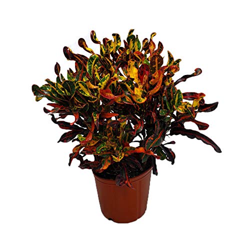 Croton Mammy Plant Live - 3 Gallon Pot - Overall Height 24  to 28  ...