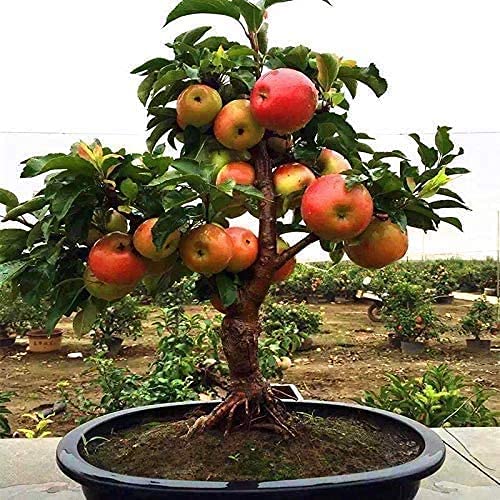 Dwarf Bonsai Apple Tree Seeds - 25 Seeds - Grow Exotic Indoor Fruit...