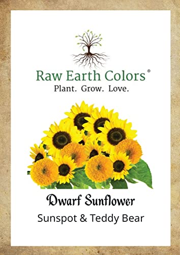 Dwarf Sunflower Seeds for Planting - to Plant and Grow Teddy Bear a...