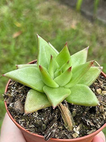 Echeveria agavoides, Molded-Wax Agave, in 3 inch Pot, Super Filled...