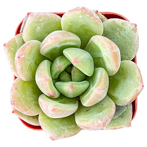 Echeveria  Champagne , Mini Live Succulent Fully Rooted in 2 inch S...