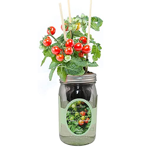 Environet Hydroponic Tomato Growing Kit, Self-Watering Mason Jar To...