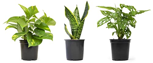 Essential Houseplant Collection (3PK) Live Plants Indoor Plants Liv...