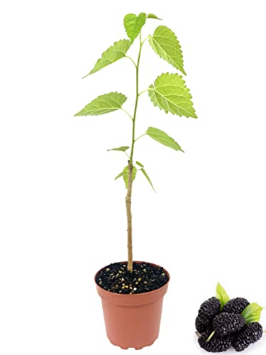 Everbearing Mulberry Tree - Live Plant in a 4 Inch Pot - Edible Fru...