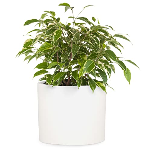 Fox & Fern Planter, Plant Pots Indoor, 12 Inch Planters for Indoor ...
