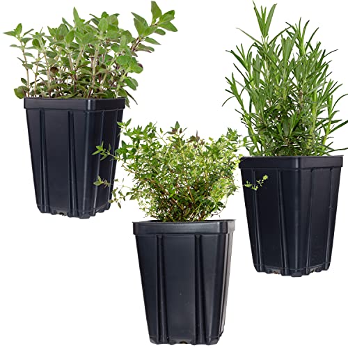 Fragrant Herb Plant Collection 3 Live Plants in Quart Pots Thyme, O...