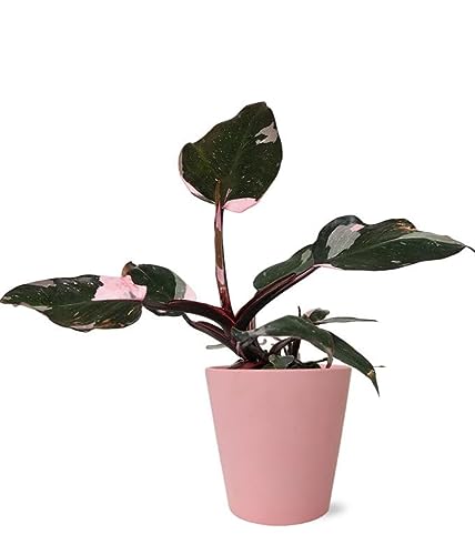 From You Flowers - Pretty Pink Princess Philodendron with Free Pot ...