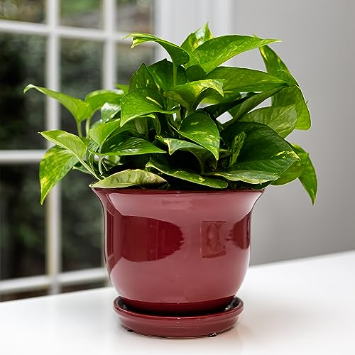 Garden & Home Red 6 Inch Indoor Ceramic Plant Pot with an Attached ...