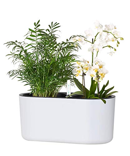 GardenBasix 5.6 x 11 inch Oval Self Watering Planter Pots Indoor Ho...