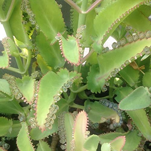 Generic Mother of Thousands Kalanchoe Daigremontiana Mexican Hat | ...