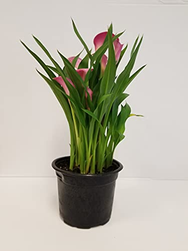 Gifts In Bloom Live 6 Pink Calla Lily,PinkPurple...