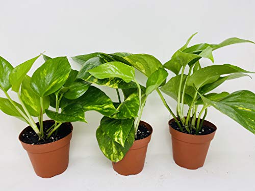 Golden Devil s Ivy Pothos 4  Pot 3 pack Very Easy to Grow - unique ...