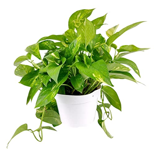 Golden Pothos (4  Grower Pot) - Trailing Air- Purifying, Easy to Gr...