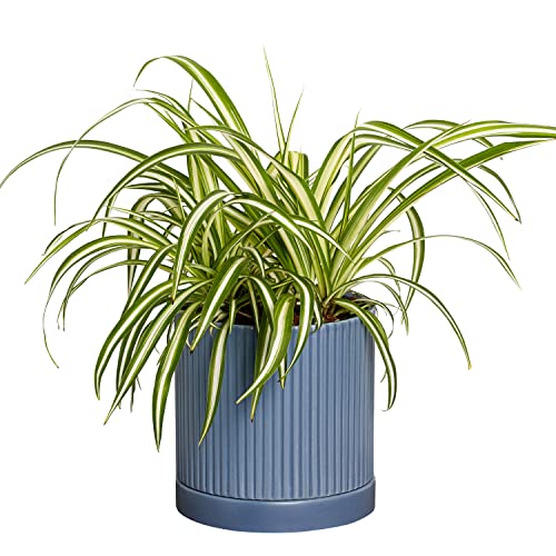 Greendigs Spider Plant in Blue Ceramic Fluted 5 Inch Pot - Low-Main...