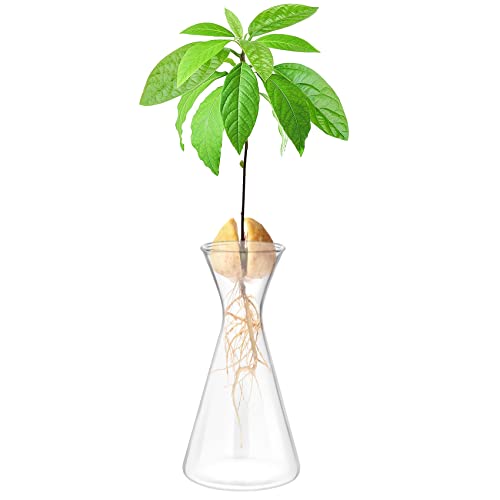 Haoideo Avocado Seed Sprout Starter Vase Planter Pot Glass Avocado ...