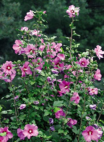 Hardy Hibiscus Plant (Rose of Sharon) Shrub, Lavender Flowers, - 4 ...