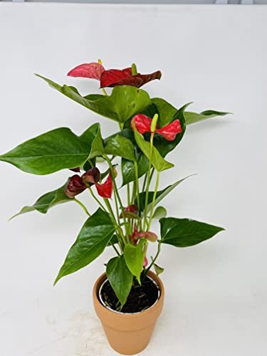 Hawaiian Red Anthurium -Live Plant -Blooms All Year Round - Clay Po...