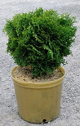 Hetz Midget Arborvitae - Dwarf Evergreen Shrub - 3 Gallon Pot...