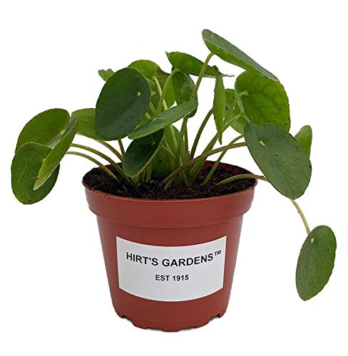 Hirt s Gardens Chinese Money Plant - Pilea peperomioides - 4  Pot...