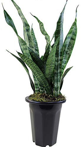 Hirts: Snake Plant Snake Plant, Mother-In-Law s Tongue - Sanseveria...