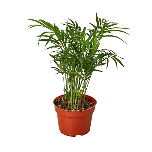 House Plant Shop | Palm  Parlor - 4  Pot| Live Indoor Plant | Easy ...