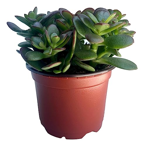 Jade Plant - Crassula ovata - Easy to Grow - 4  Pot...