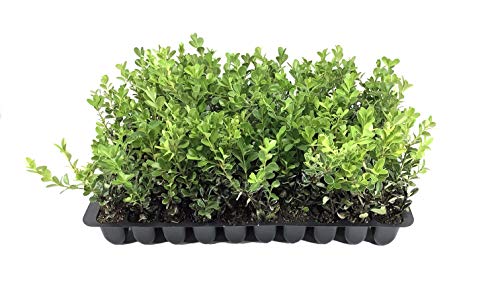 Japanese Boxwood - 40 Live Plants - 2  Pot Size - Buxus Microphylla...