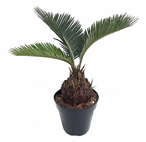 Japanese Sago Palm - 6  Pot - Cyas revoluta - Living Fossil Plant -...