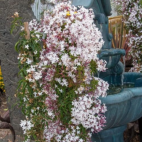 Jasminum Polyanthum Fragrant Mini Starter Plant Pink budded, White ...