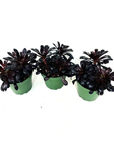JM BAMBOO Black Rose Aeonium Plants 3 Pack 3in pots-Live Succulent...