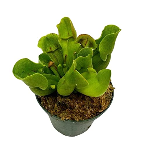 Jumbo Sweet Pitcher Plant, in a 3 Inch Pot, Carnivorous Plant, Sarr...