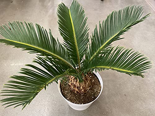 King Sago Palm Tree Real Live Plant, 6  Grower s Pot Indoor Outdoor...