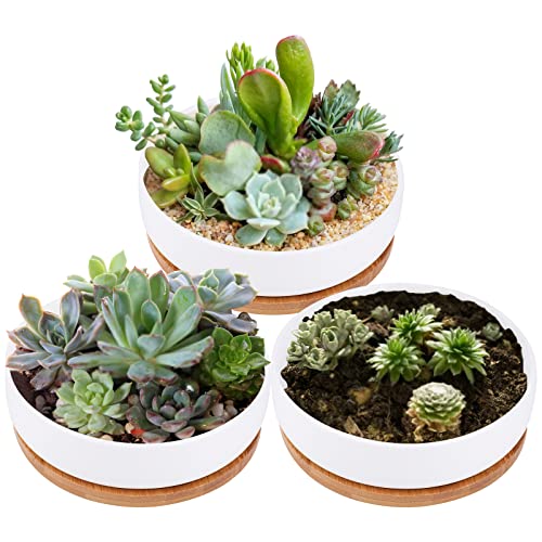 Lawei 3 Pack 6 inch Round Succulent Cactus Planter Pots with Draina...