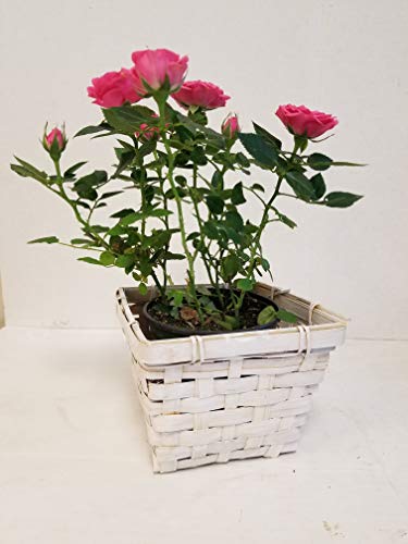 Live 4  Mini Pink Rose Bush in Square White Wicker Gift Pot - 4 Inc...