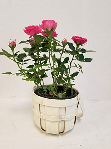 Live 4  Mini Pink Rose Bush in White, Woven Bucket Gift Pot - 4 Inc...