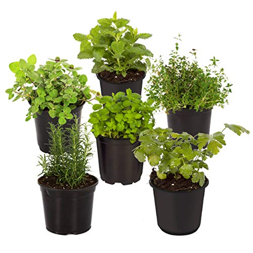 Live Aromatic and Healthy Herbs - Assorted Varieties (6 Per Pack) -...