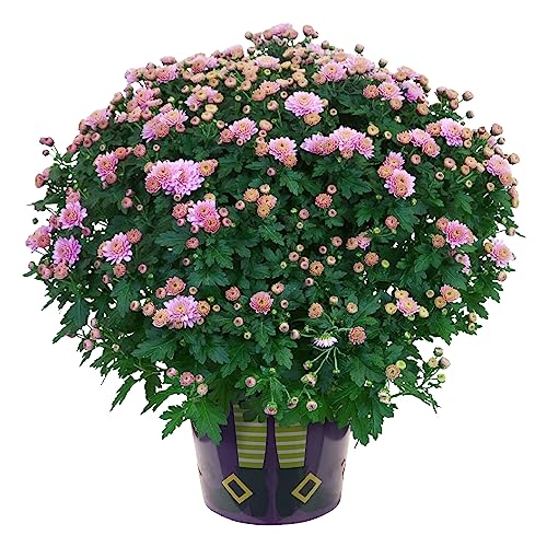 Live Hardy Chrysanthemum in Witches Feet Deco - Pink, Colorful Fall...