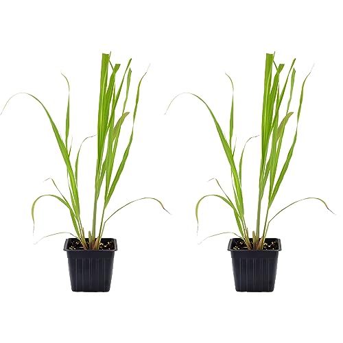 Live Lemongrass Plants (2-Pack); Each 4-8 Inches, in Nursery Pots, ...