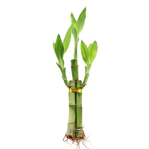 Live Lucky Bamboo 3 Stalk Arrangement - Live Indoor Plant for Home ...
