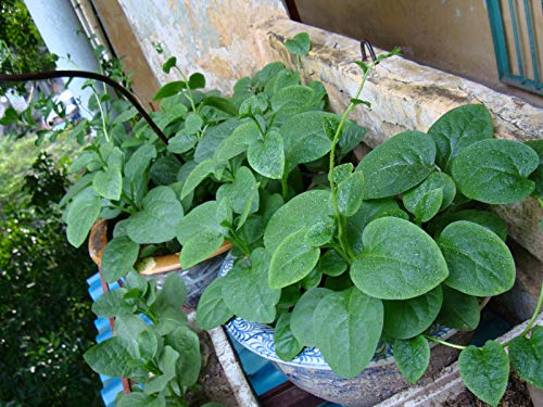 Live Malabar Spinach aka Basella alba (Mong TOI) Plant FIt 1 Gallon...