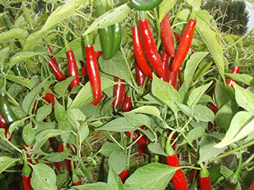 Live Pepper Serrano Plant Vegetables Plant Fit 4  Pot...
