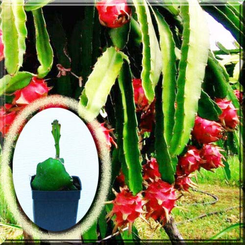 Live Plant - 2 Rooted & Sprouted Healthy Red Dragon Fruit Pitaya Wh...